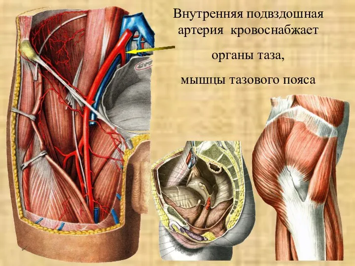УГУФК Артерии Внутренняя подвздошная артерия кровоснабжает органы таза, мышцы тазового пояса