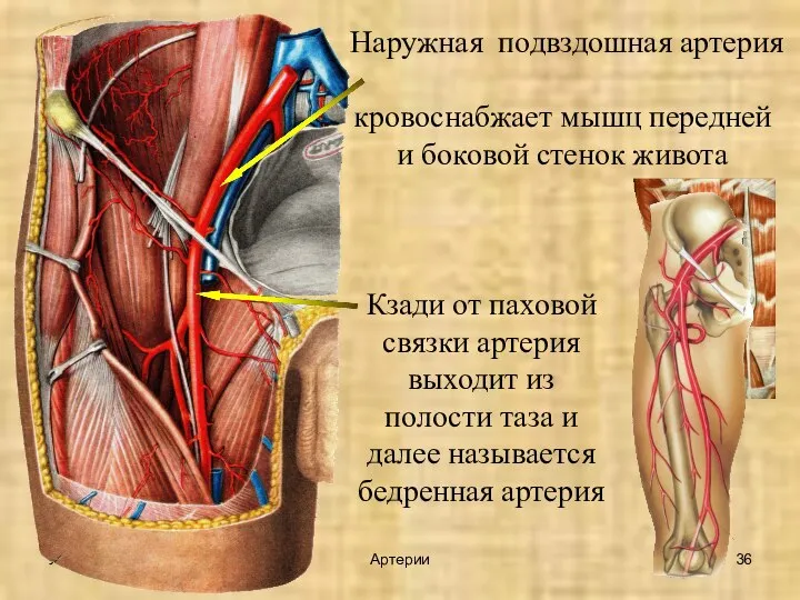 УГУФК Артерии Наружная подвздошная артерия кровоснабжает мышц передней и боковой стенок живота