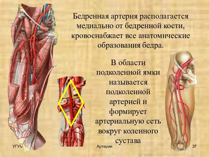 УГУФК Артерии Бедренная артерия располагается медиально от бедренной кости, кровоснабжает все анатомические