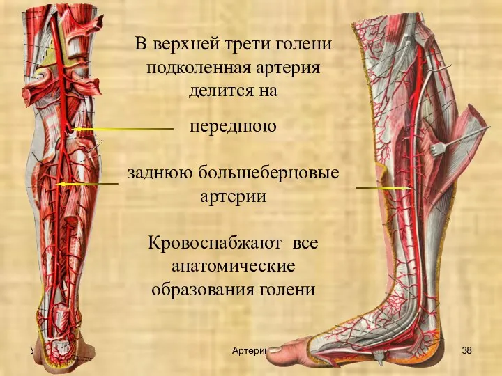 УГУФК Артерии В верхней трети голени подколенная артерия делится на переднюю заднюю