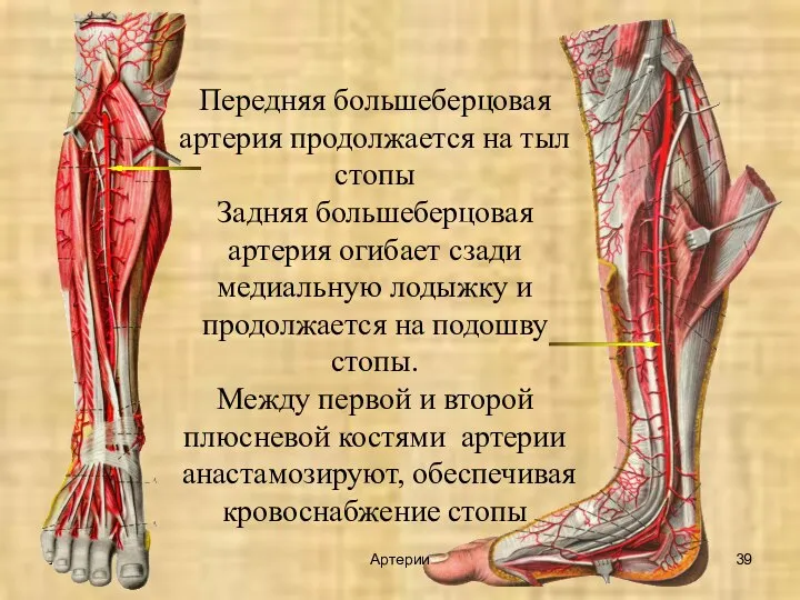УГУФК Артерии Передняя большеберцовая артерия продолжается на тыл стопы Задняя большеберцовая артерия