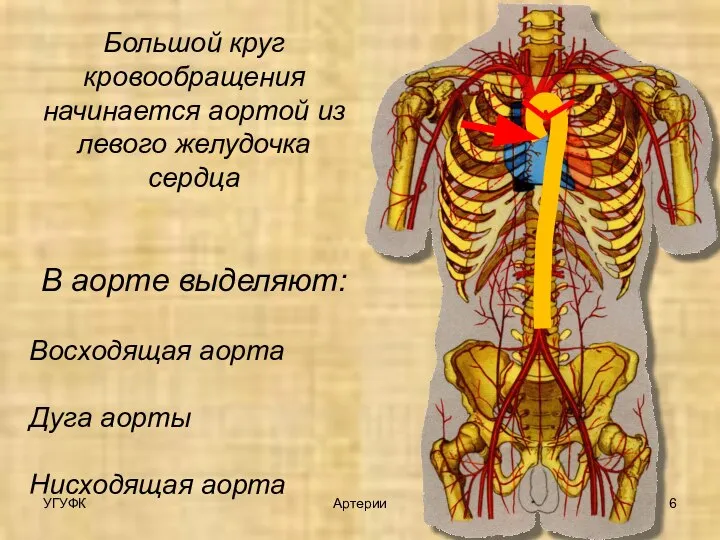 УГУФК Артерии Большой круг кровообращения начинается аортой из левого желудочка сердца В