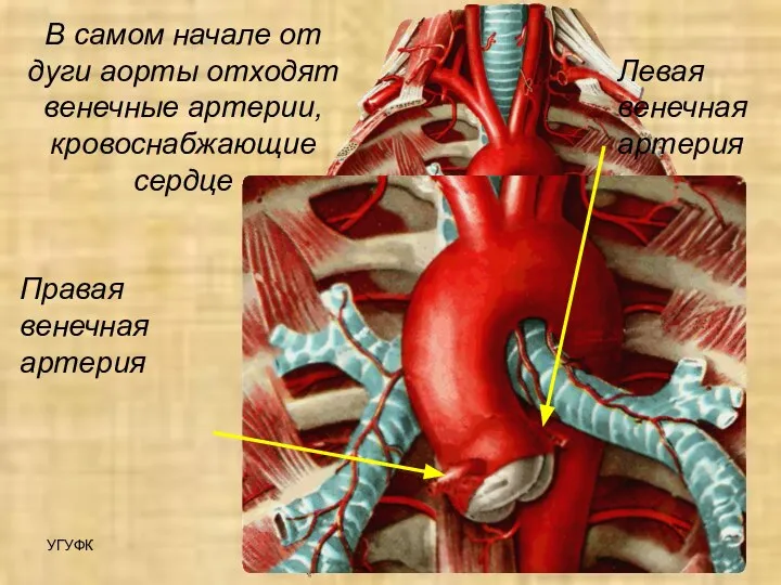 УГУФК Артерии В самом начале от дуги аорты отходят венечные артерии, кровоснабжающие
