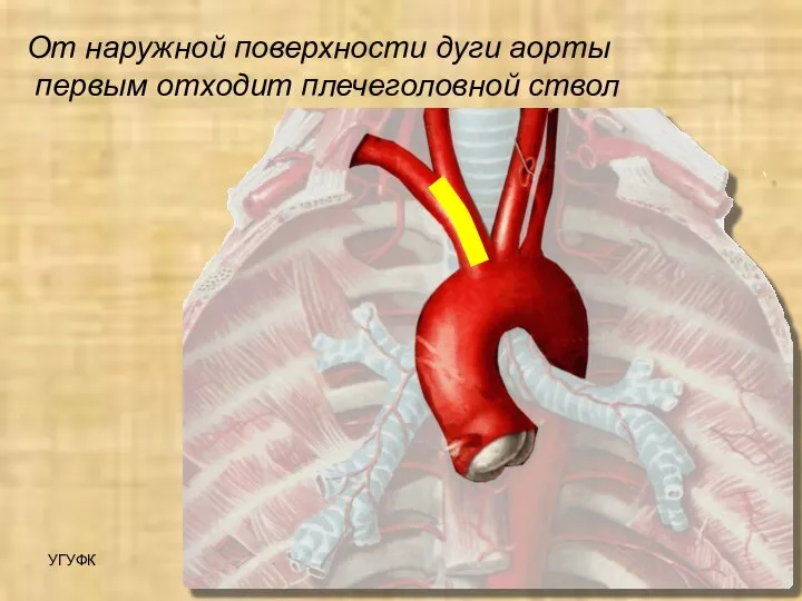 УГУФК Артерии От наружной поверхности дуги аорты первым отходит плечеголовной ствол