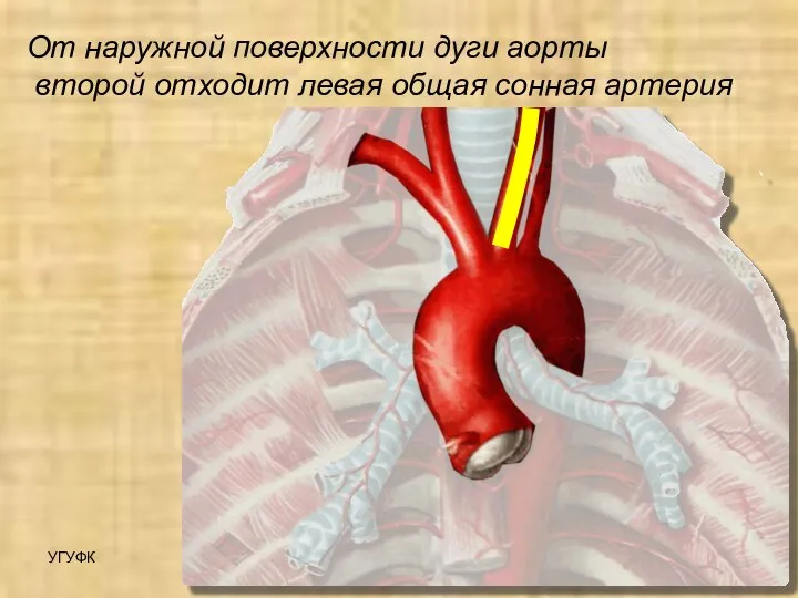 УГУФК Артерии От наружной поверхности дуги аорты второй отходит левая общая сонная артерия