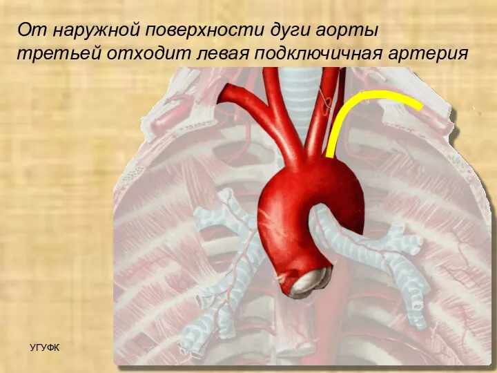 УГУФК Артерии От наружной поверхности дуги аорты третьей отходит левая подключичная артерия