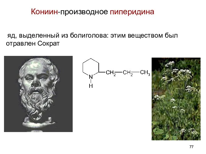 Кониин-производное пиперидина яд, выделенный из болиголова: этим веществом был отравлен Сократ