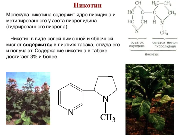 Никотин Молекула никотина содержит ядро пиридина и метилированного у азота пирролидина (гидрированного