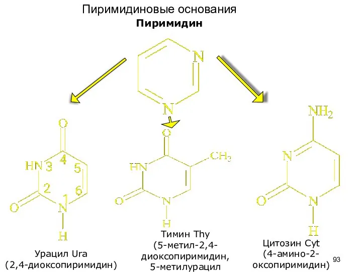 Пиримидин Урацил Ura (2,4-диоксопиримидин) Тимин Thy (5-метил-2,4-диоксопиримидин, 5-метилурацил Цитозин Cyt (4-амино-2-оксопиримидин) Пиримидиновые основания