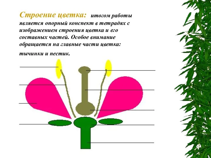 Строение цветка: итогом работы является опорный конспект в тетрадях с изображением строения