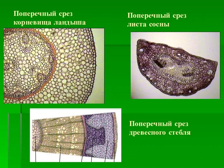 Поперечный срез корневища ландыша Поперечный срез листа сосны Поперечный срез древесного стебля