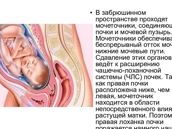 В забрюшинном пространстве проходят мочеточники, соединяющие почки и мочевой пузырь. Мочеточники обеспечивают