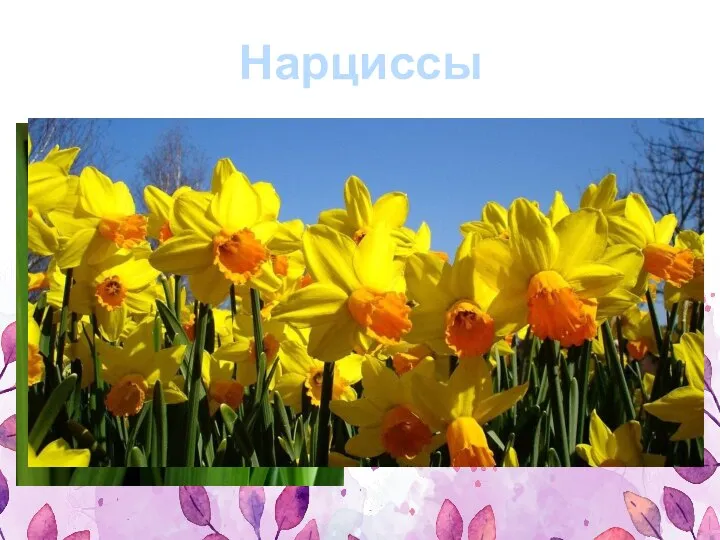 Нарцисс – один из самых популярных цветков в озеленении дачных участков. Растения