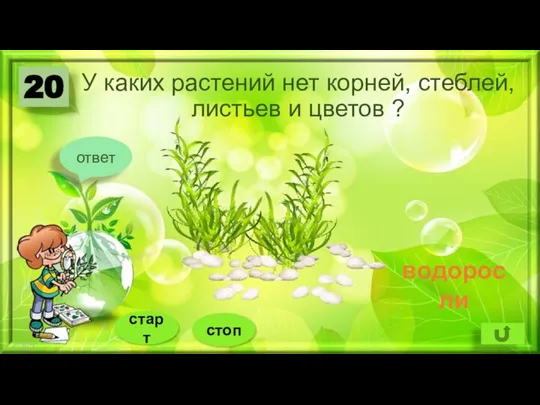 У каких растений нет корней, стеблей, листьев и цветов ? 20 ответ водоросли стоп старт