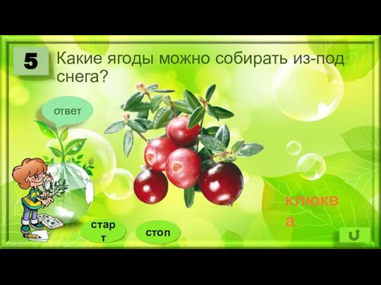 Какие ягоды можно собирать из-под снега? 5 ответ клюква стоп старт