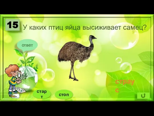 У каких птиц яйца высиживает самец? 15 ответ страус стоп старт