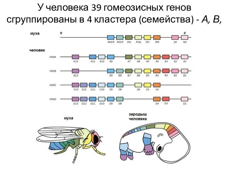 У человека 39 гомеозисных генов сгруппированы в 4 кластера (семейства) - А, В, С и D
