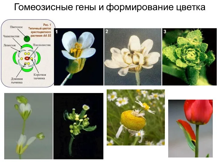 Гомеозисные гены и формирование цветка