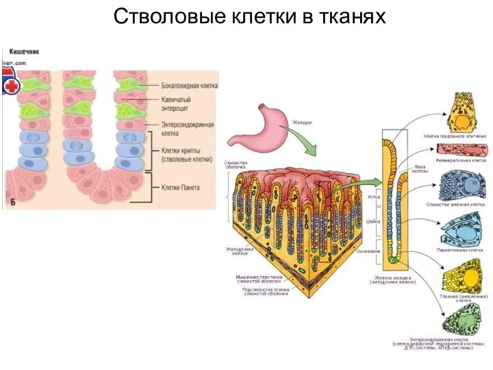 Стволовые клетки в тканях