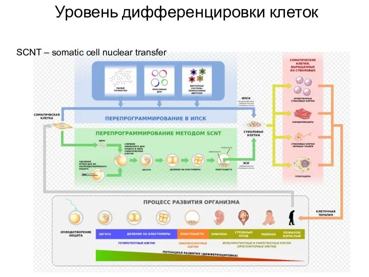 Уровень дифференцировки клеток SCNT – somatic cell nuclear transfer