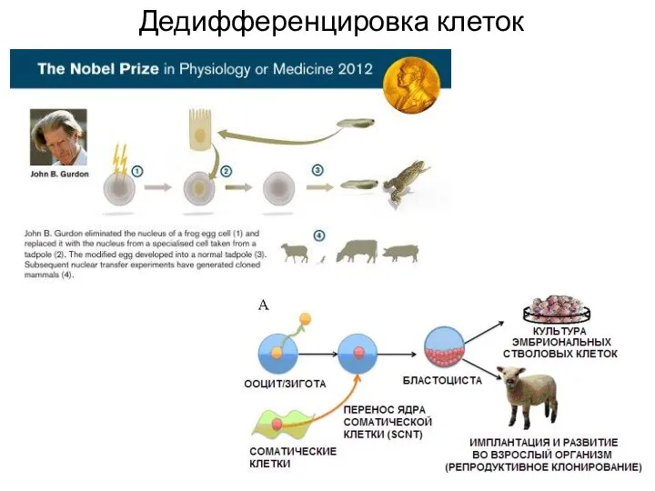 Дедифференцировка клеток