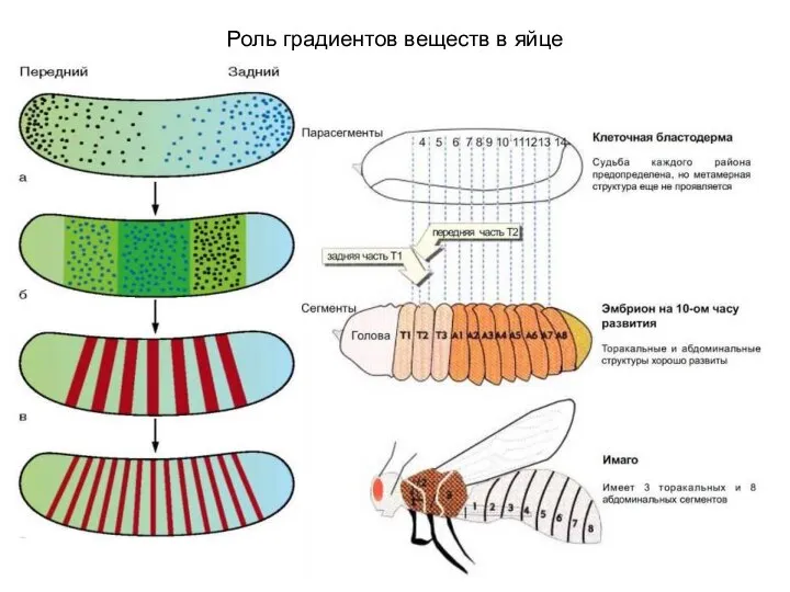 Роль градиентов веществ в яйце