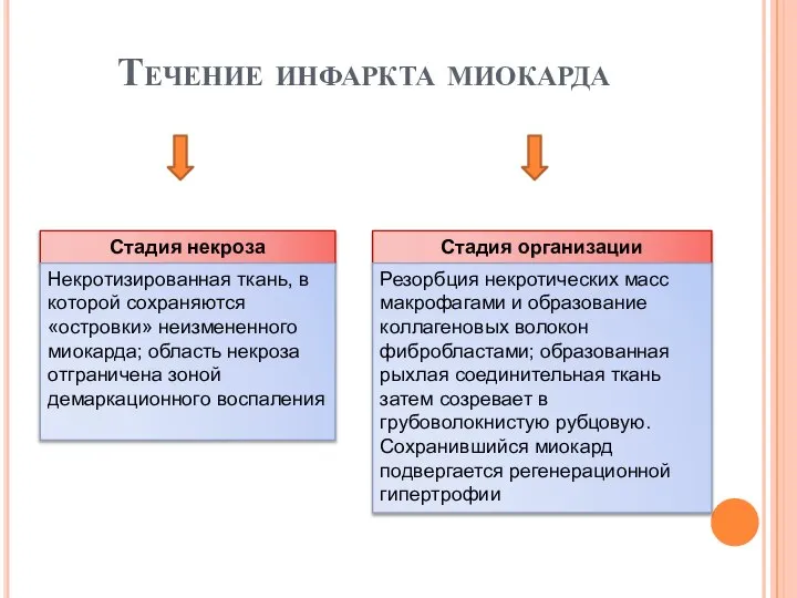 Течение инфаркта миокарда Стадия некроза Некротизированная ткань, в которой сохраняются «островки» неизмененного