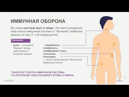 ИММУННАЯ ОБОРОНА миндалины, лимфоузлы, лимфоидная ткань, селезенка, аппендикс — место локализации “обученных”