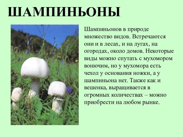 ШАМПИНЬОНЫ Шампиньонов в природе множество видов. Встречаются они и в лесах, и