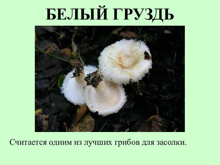 БЕЛЫЙ ГРУЗДЬ Считается одним из лучших грибов для засолки.