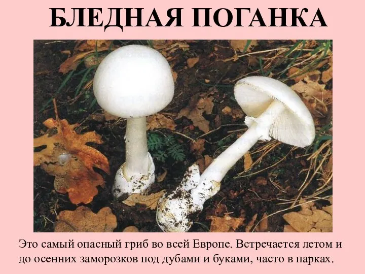 БЛЕДНАЯ ПОГАНКА Это самый опасный гриб во всей Европе. Встречается летом и