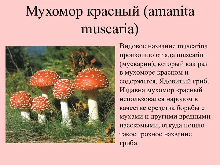 Мухомор красный (amanita muscaria) Видовое название muscarina произошло от яда muscarin (мускарин),