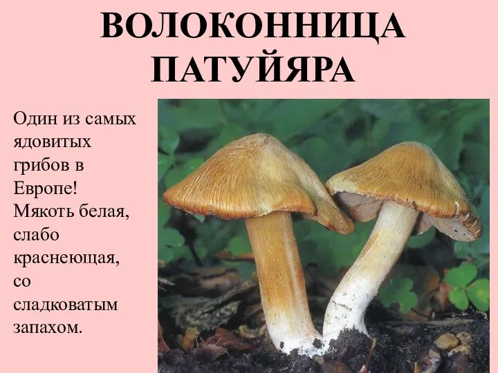 ВОЛОКОННИЦА ПАТУЙЯРА Один из самых ядовитых грибов в Европе! Мякоть белая, слабо краснеющая, со сладковатым запахом.