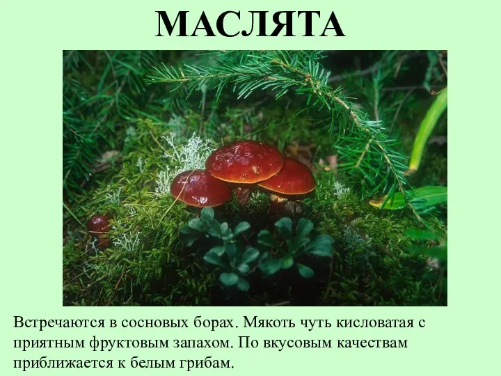 МАСЛЯТА Встречаются в сосновых борах. Мякоть чуть кисловатая с приятным фруктовым запахом.