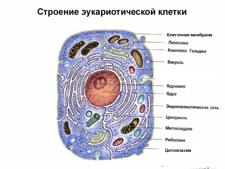 Клеточная мембрана Цитоплазма