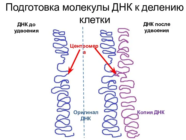ДНК до удвоения ДНК после удвоения Центромера Оригинал ДНК Копия ДНК Подготовка