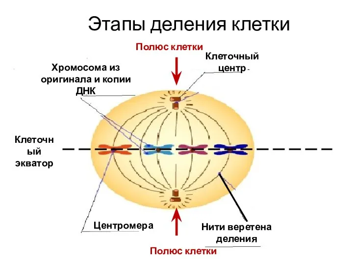 Полюс клетки Полюс клетки Клеточный экватор Нити веретена деления Клеточный центр Центромера