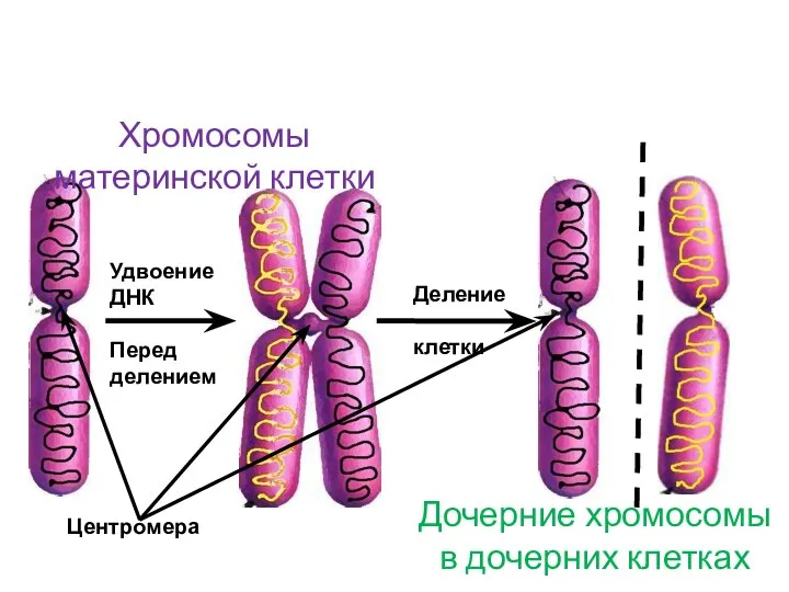 Удвоение ДНК Перед делением Деление клетки Дочерние хромосомы в дочерних клетках Хромосомы материнской клетки Центромера