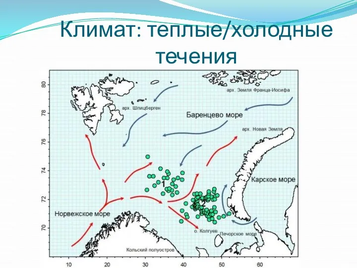 Климат: теплые/холодные течения