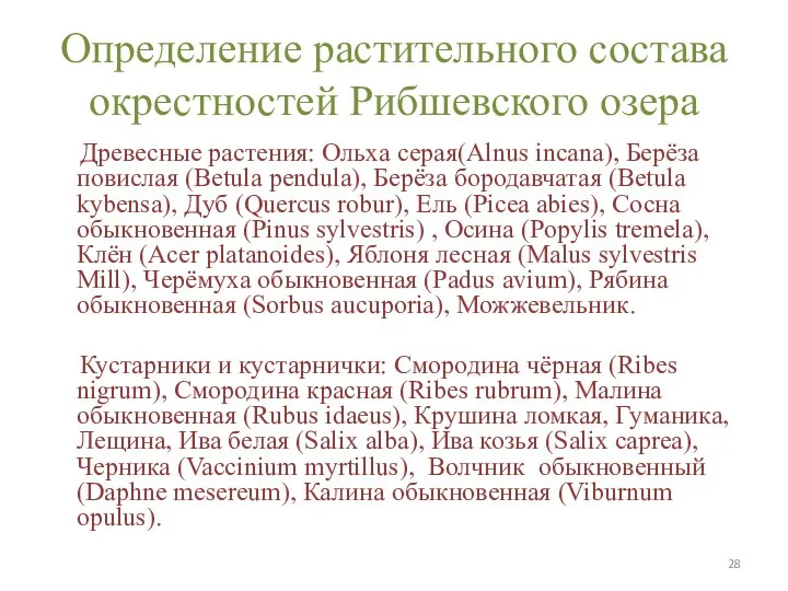 Определение растительного состава окрестностей Рибшевского озера Древесные растения: Ольха серая(Alnus incana), Берёза