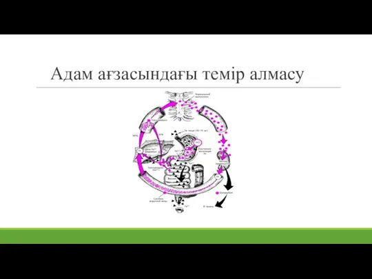 Адам ағзасындағы темір алмасу