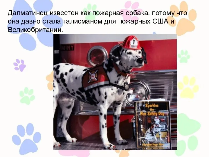 Далматинец известен как пожарная собака, потому что она давно стала талисманом для пожарных США и Великобритании.