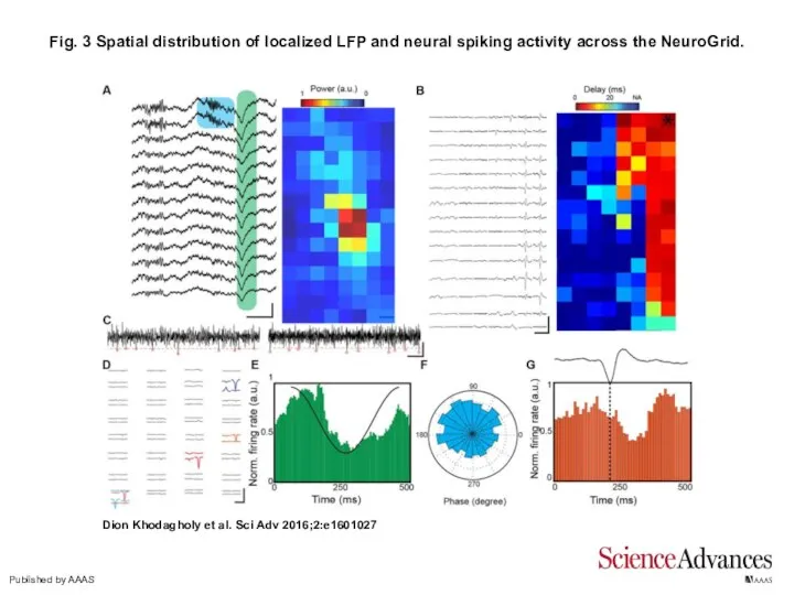 Fig. 3 Spatial distribution of localized LFP and neural spiking activity across