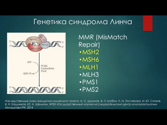 Генетика синдрома Линча MMR (MisMatch Repair) MSH2 MSH6 MLH1 MLH3 PMS1 PMS2