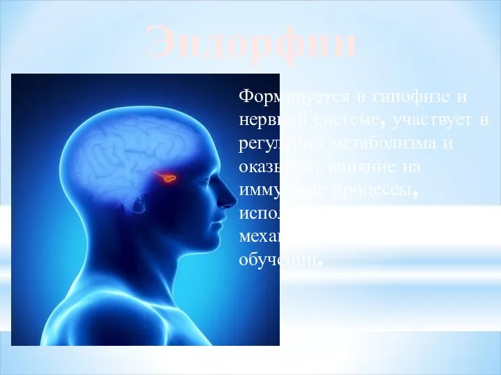 Эндорфин Формируется в гипофизе и нервной системе, участвует в регуляции метаболизма и