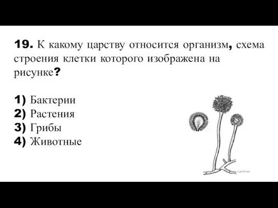 19. К какому царству относится организм, схема строения клетки которого изображена на