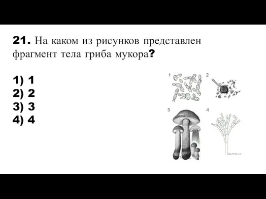 21. На каком из рисунков представлен фрагмент тела гриба мукора? 1) 1