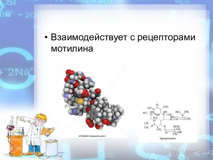 Взаимодействует с рецепторами мотилина