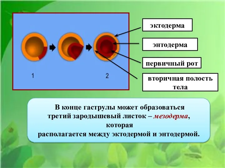 эктодерма энтодерма первичный рот вторичная полость тела В конце гаструлы может образоваться