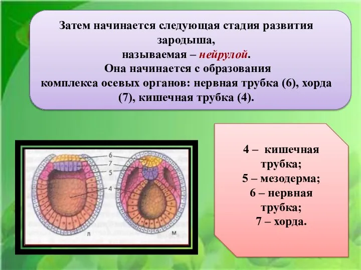 Ё Затем начинается следующая стадия развития зародыша, называемая – нейрулой. Она начинается